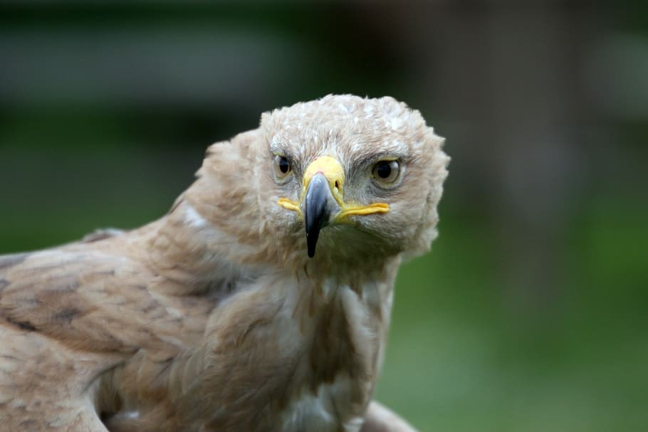 Raptor, Beak, Feathers, Predator, portrait, looking, bird, bird of prey HD wallpaper