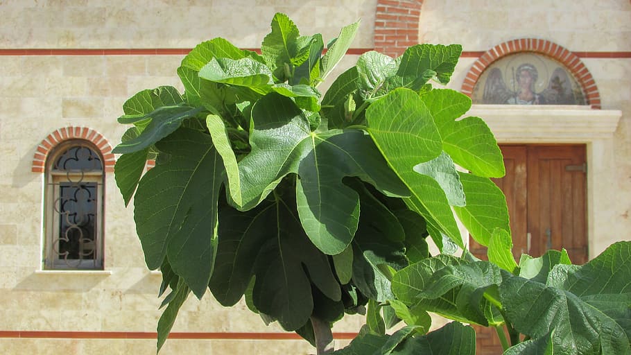 Fig Tree, Tree, Leaf, Green, Garden, Cyprus, architecture, green color HD wallpaper