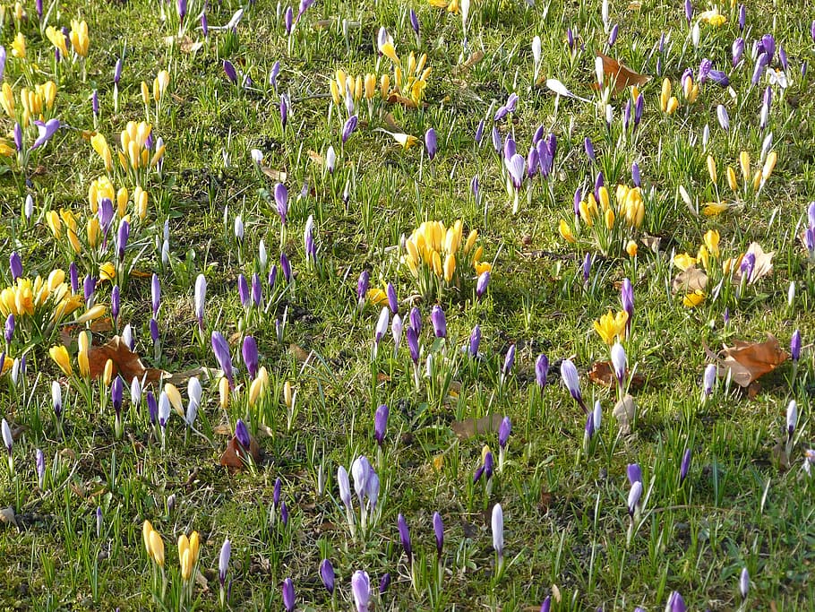 crocus, spring, flowers, nature, colorful, purple, yellow, meadow HD wallpaper