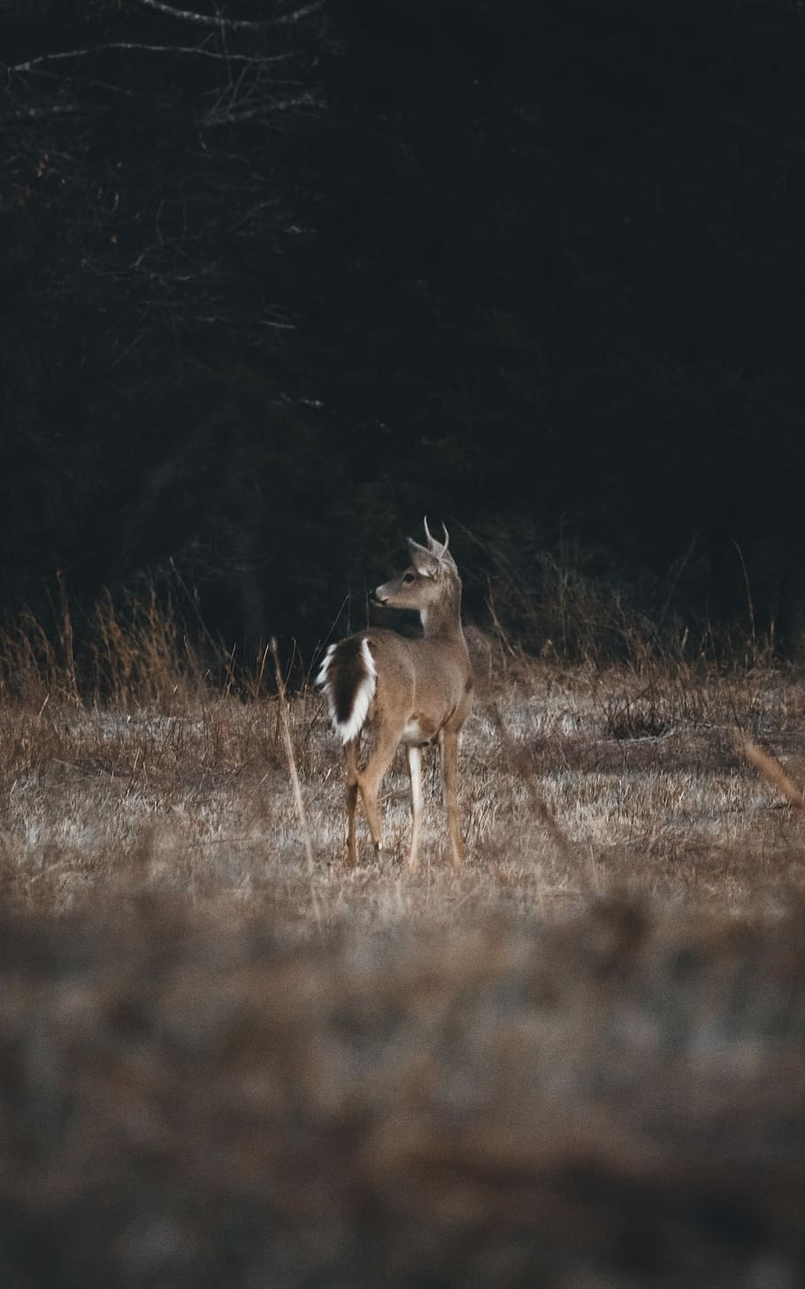shallow focus photography of deer, deer on dried grass field HD wallpaper
