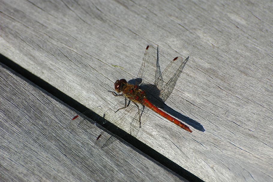 Dragonfly, Insect, Nature, Macro, Summer, animal, orange, demoiselle HD wallpaper