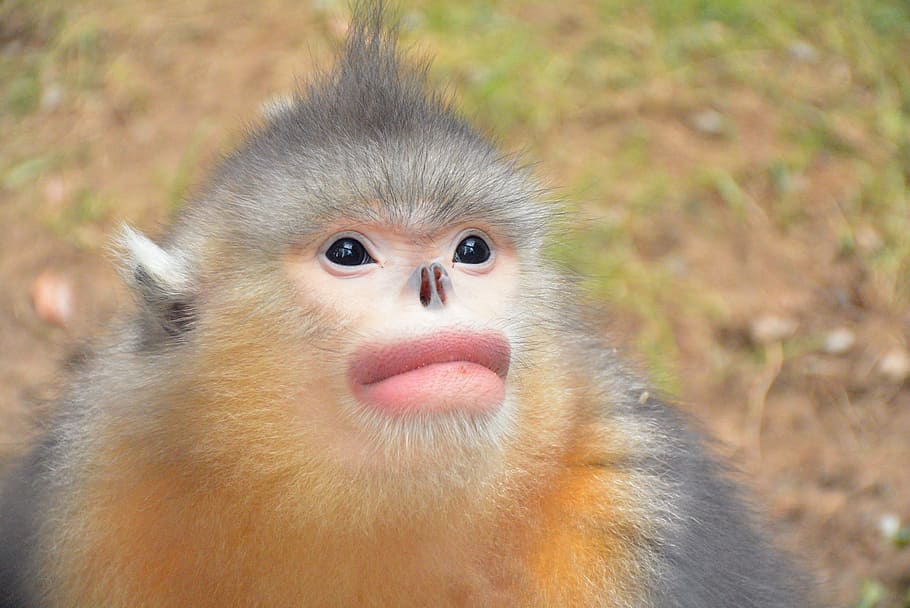 monkey, zoo, animal, primate, mammal, one animal, animal wildlife HD wallpaper