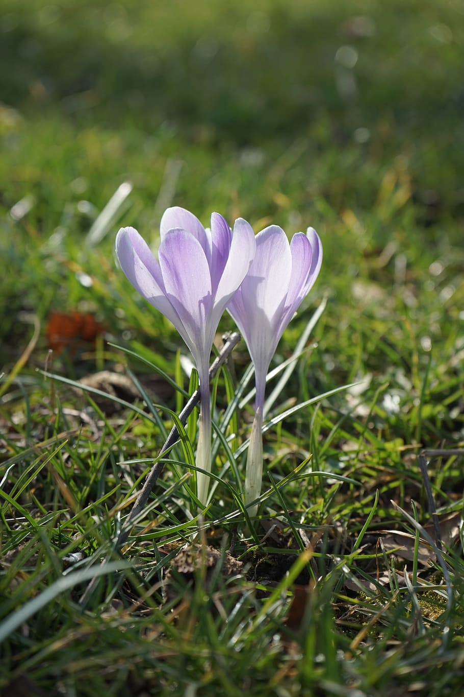 Crocus, Light, Purple, Flower, light purple, spring, bühen HD wallpaper