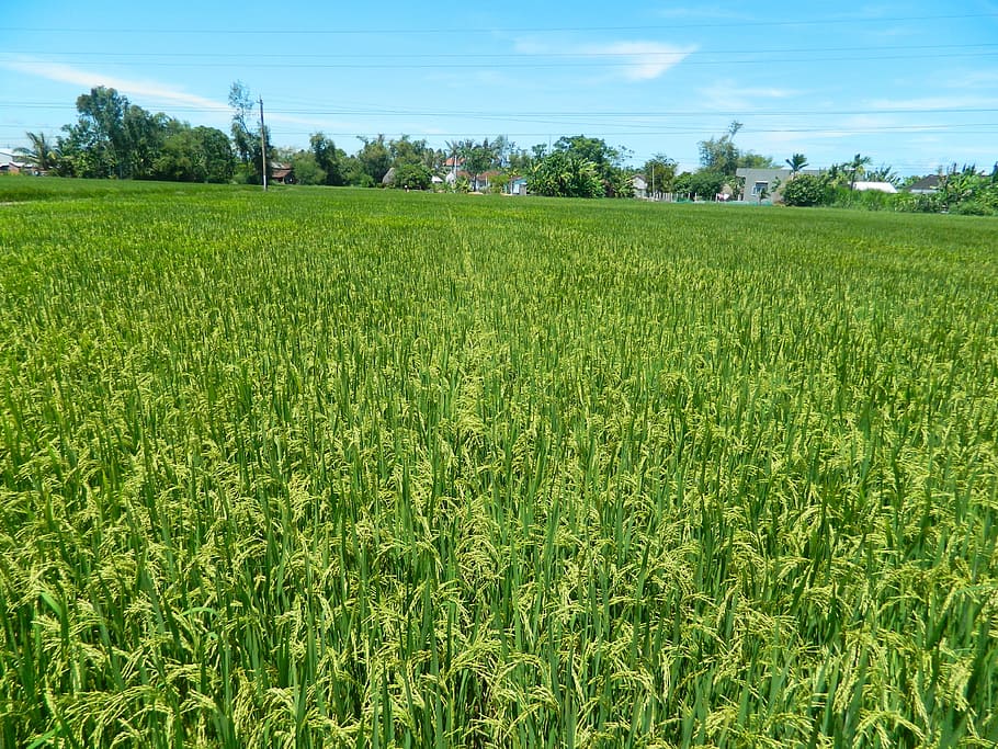 rice fields, silk, plant, growth, landscape, green color, agriculture HD wallpaper