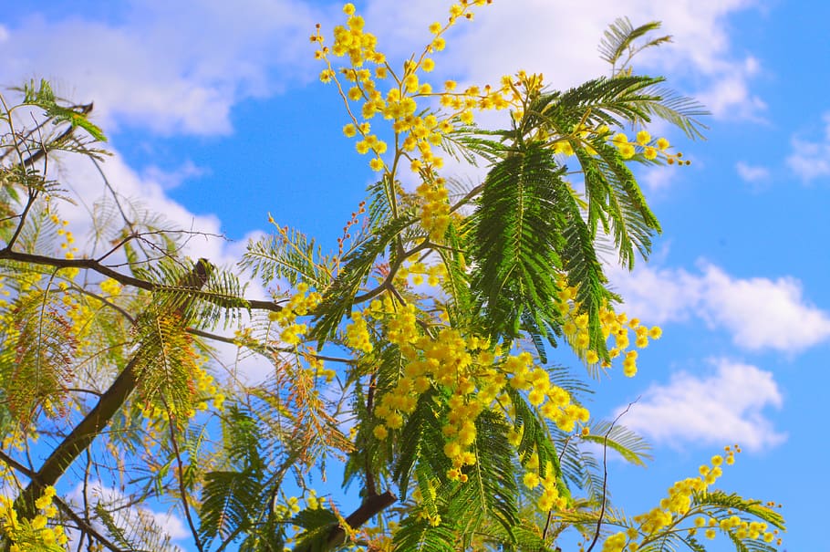 mimosas, flower, yellow, plant, sky, growth, tree, beauty in nature, HD wallpaper