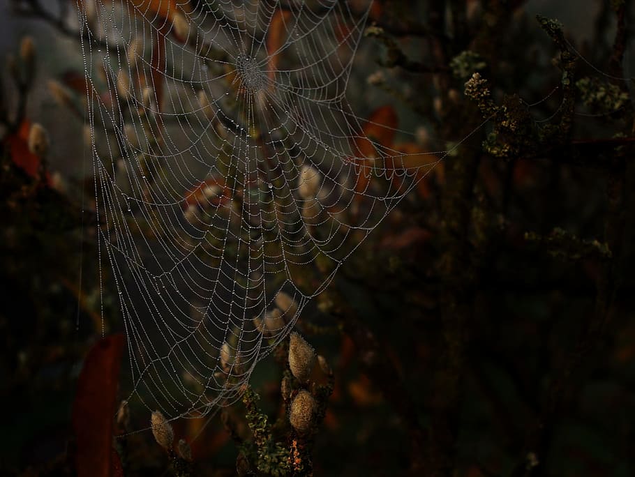 cobweb, network, weave, structure, background, texture, close HD wallpaper