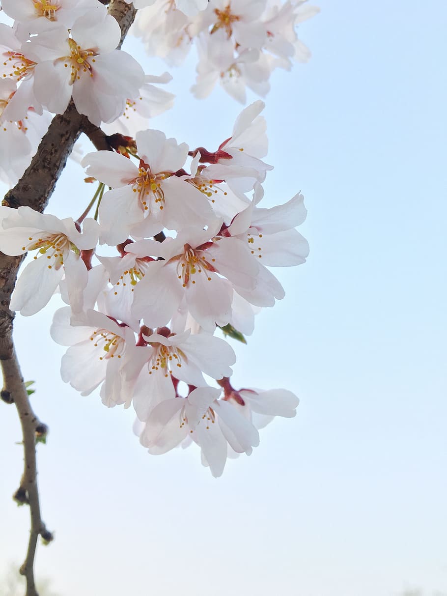 spring, cherry blossom, flowers, flowering plant, fragility HD wallpaper