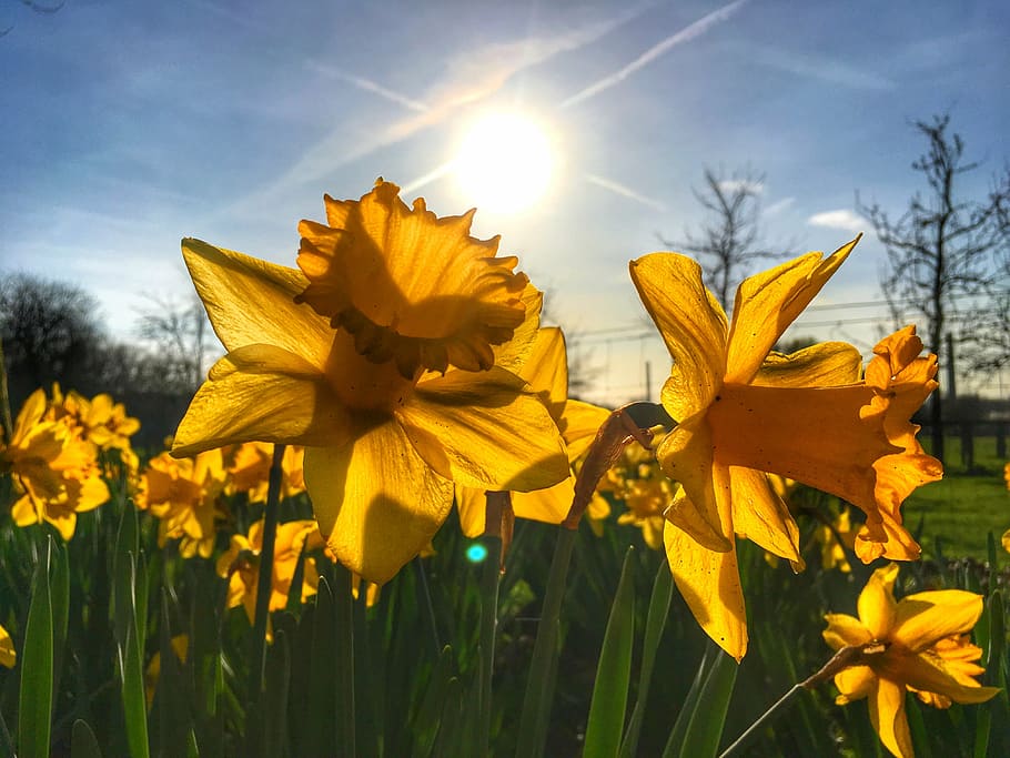 easter, flower, yellow, spring, plant, bright, colorful, nature HD wallpaper