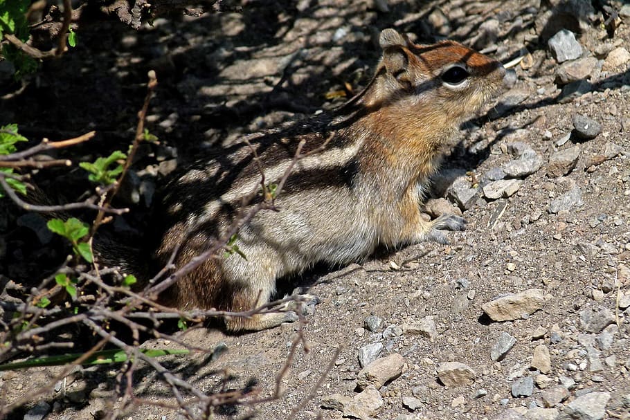 chipmunk, squirrel, striped, wild, rodent, mammal, brown, fluffy HD wallpaper