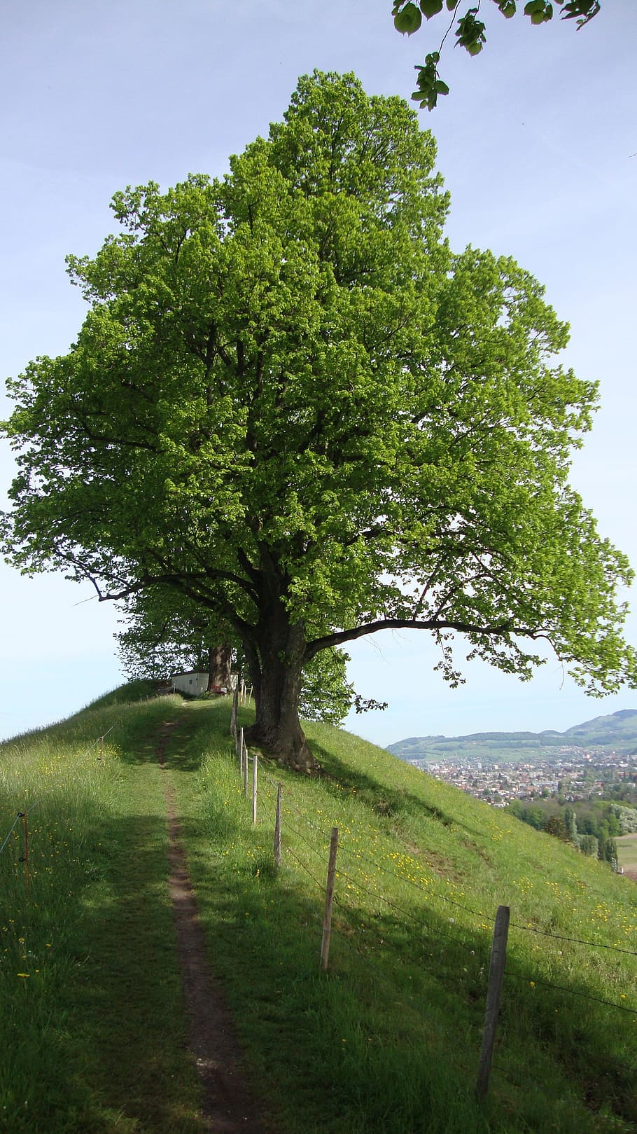 pilgrimage, jakobsweg, tree, away, ridge, ridge trail, target HD wallpaper