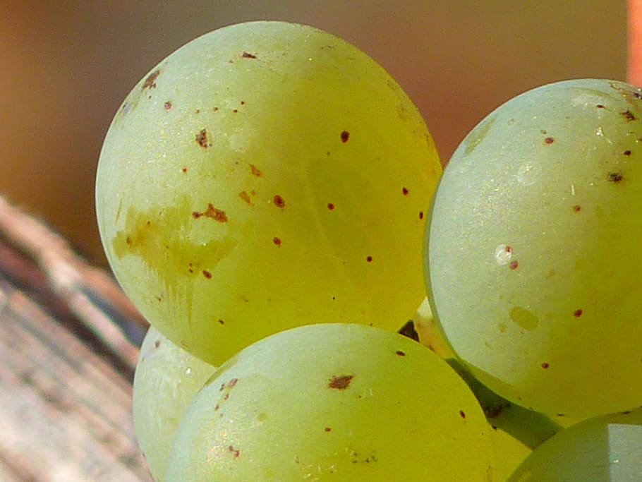 Grape, Grapes, Fruit, Vine, Cultivation, wine, white, food and drink HD wallpaper