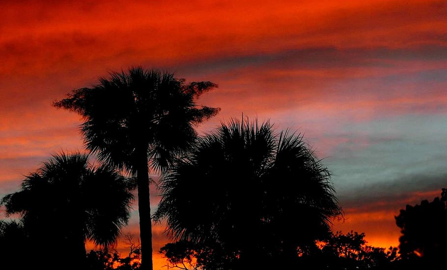summer, sun, set, red, sky, trees, south, southern, sunset HD wallpaper
