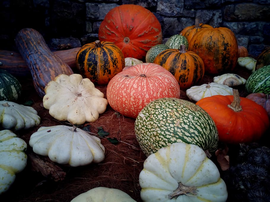 pumpkins, squash, cucurbits, plants, fruits, botanic garden, HD wallpaper