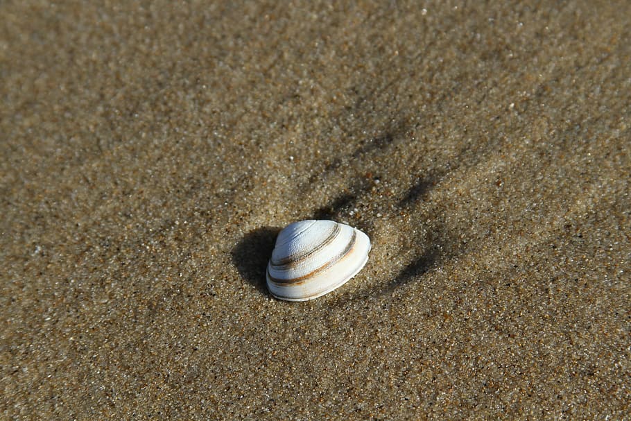 shell, sand, beach, summer, decorative, sand beach, holiday HD wallpaper
