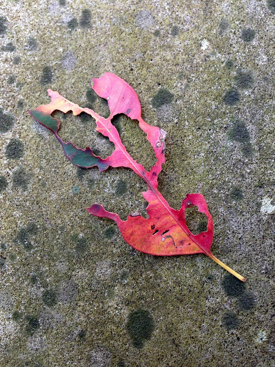 leaf, autumn, leaves, dried leaf, sad, old leaf, decay, moody HD wallpaper