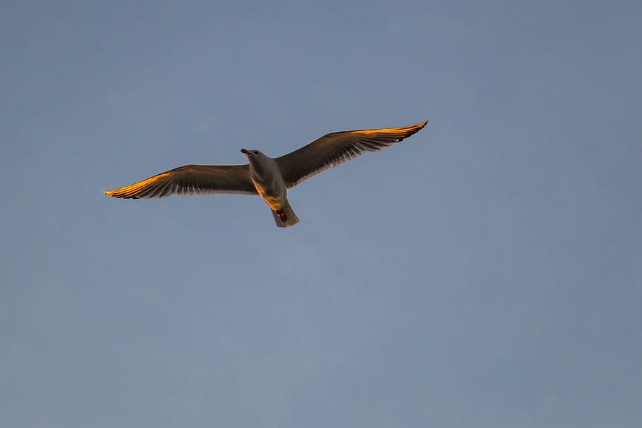 gull, gull in flight, bird, fly, sky, water bird, seagull, seemoeve HD wallpaper