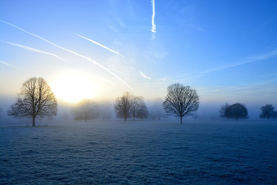 photo of leafless trees on grass, scenery of body of water, sunrise HD wallpaper