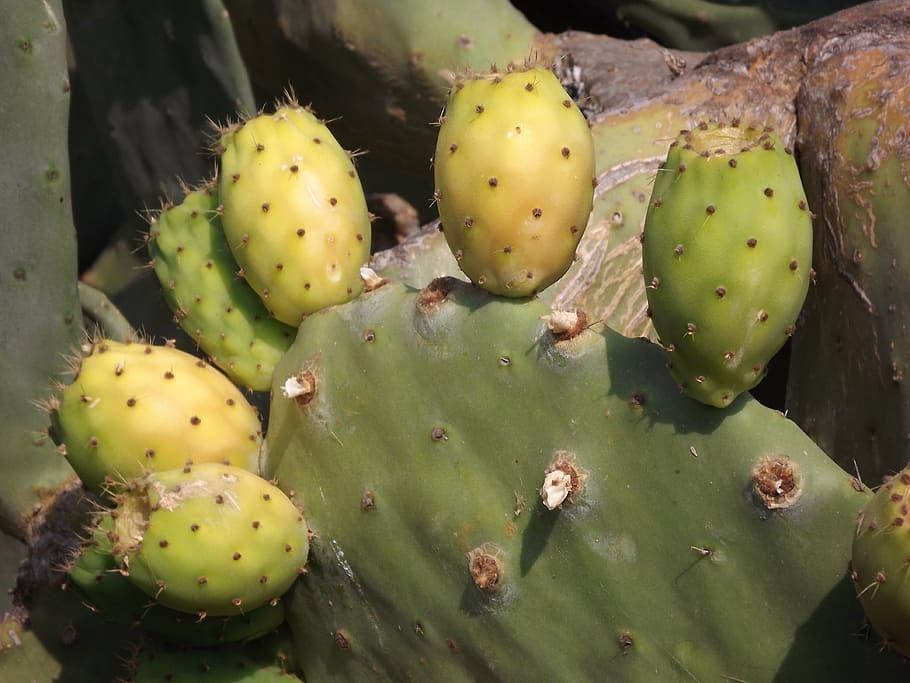 prickly pear, cactus fruit, prickly Pear Cactus, nature, thorn HD wallpaper