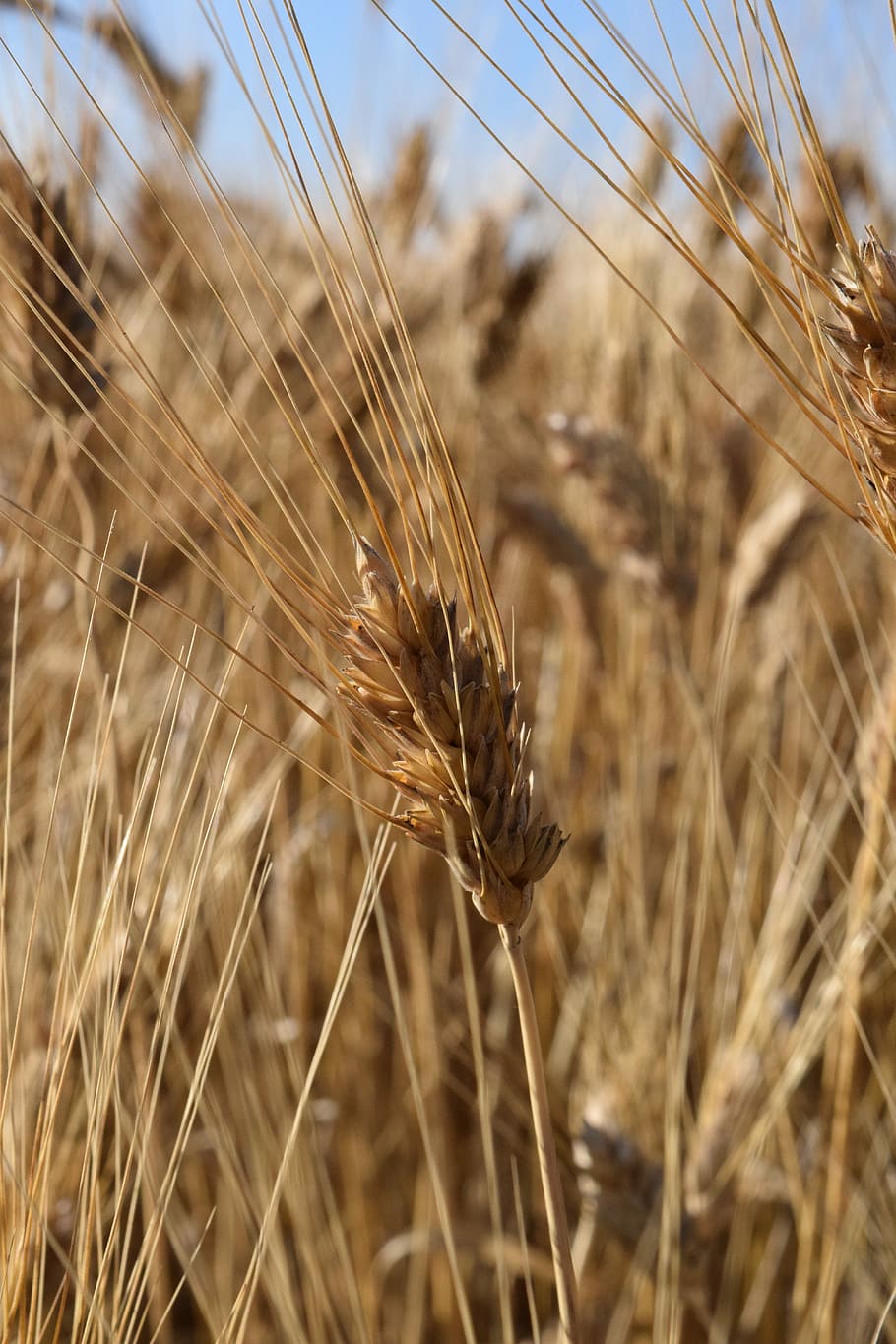 Ear, Cornfield, Durum Wheat, mediterranean, cereals, grain HD wallpaper