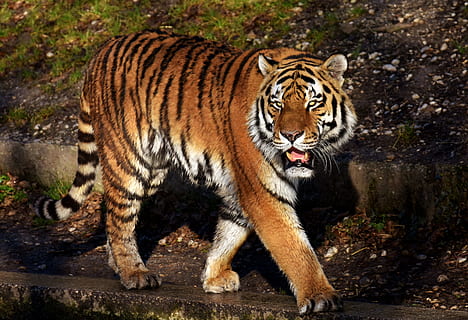 tiger walking on pathway during daytime, predator, fur, beautiful HD wallpaper