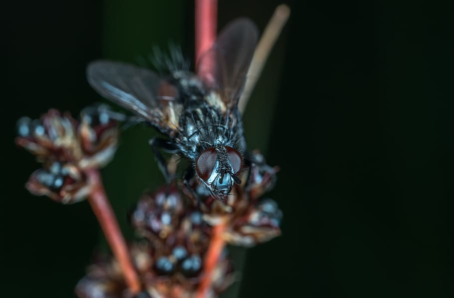 insect, nature, wing, fly, living nature, macro, close-up, animal themes HD wallpaper