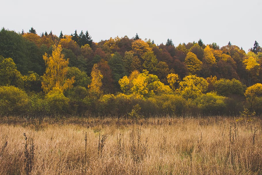 nature, forest, trees, grass, plant, beauty in nature, autumn HD wallpaper