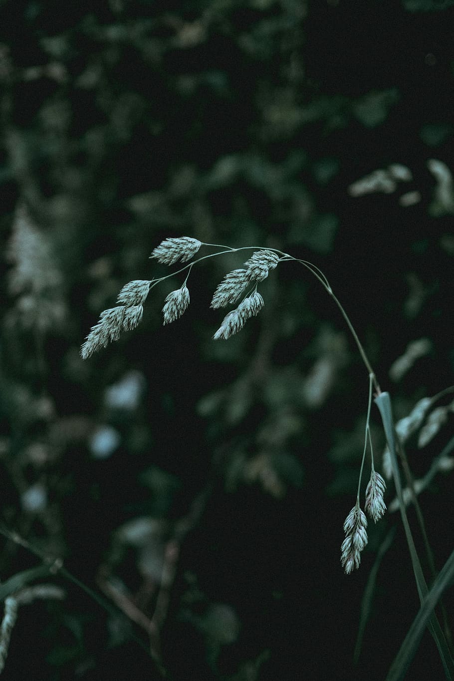 selective focus photography of green leafed plant, selective focus of green plant HD wallpaper