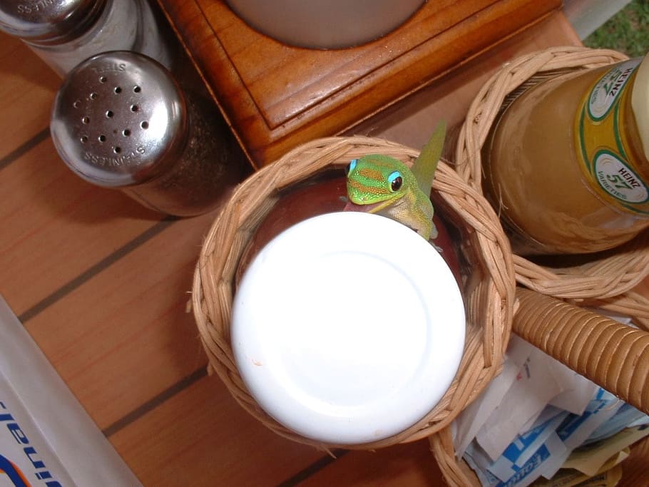 gecko, breakfast, lizard, creature, reptile, wildlife, pet HD wallpaper