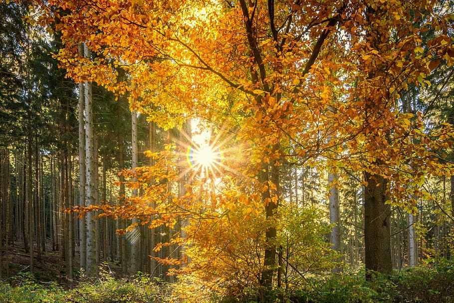 orange tree near green trees photo, forest, sun, sunbeam, autumn HD wallpaper