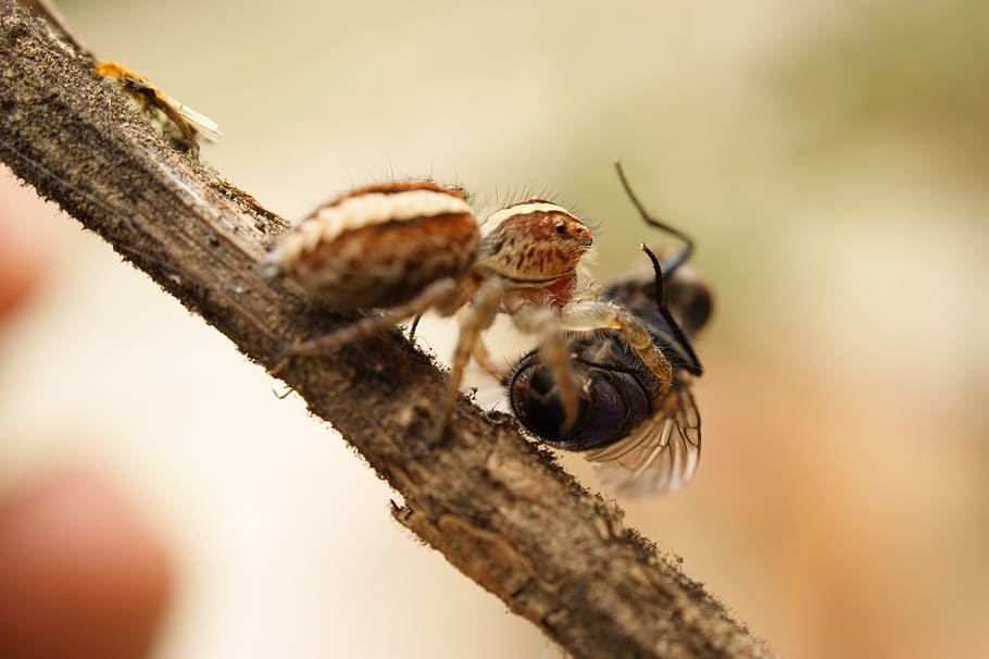 Nature, Insects, Spider, Fly, the, virginia, quindio, colombia HD wallpaper