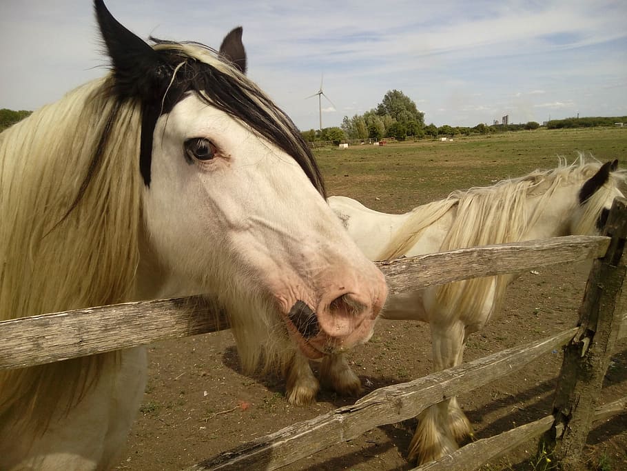 pets, horses, ranch, stallion, mare, stable, livestock, mammal HD wallpaper