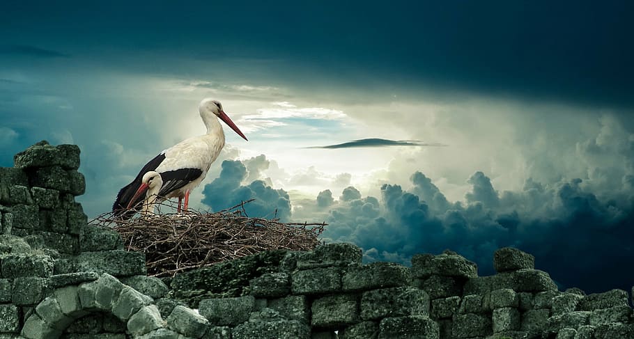 white bird standing on nest, stork, nature, wildlife, animal