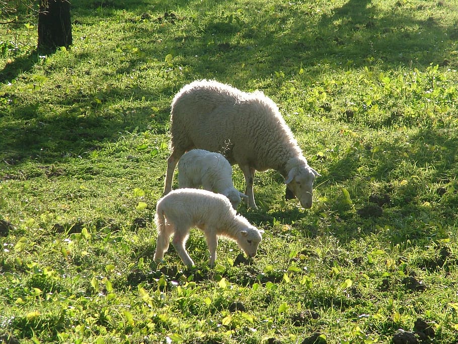 sheep, nature, animal themes, mammal, plant, domestic animals HD wallpaper