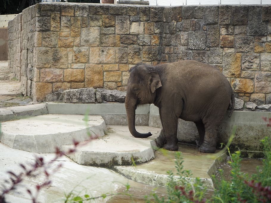 elephant, animals, zoo, animal themes, mammal, animal wildlife HD wallpaper