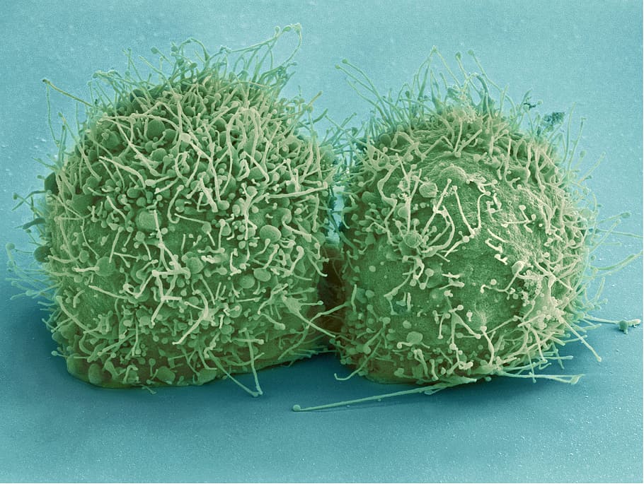 closeup photography of seeds, hela cells, bacteria, germs, virus HD wallpaper