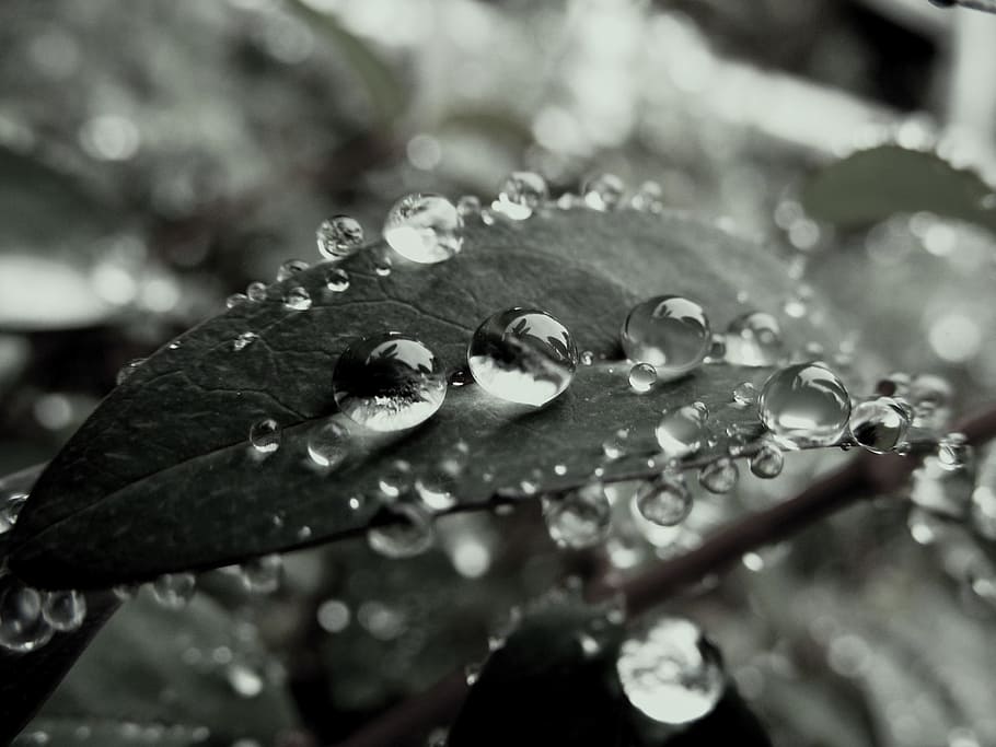 Macro, Leaf, Nature, Dew, Garden, rain, plant, water, drop HD wallpaper
