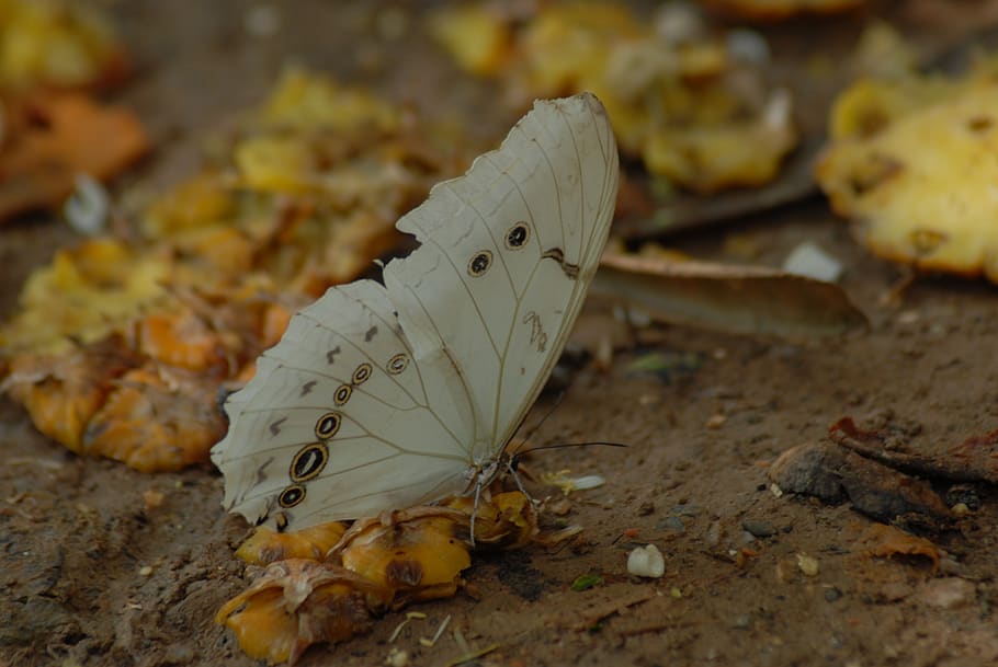 butterfly, insect, garden, leaf, plant part, autumn, close-up HD wallpaper