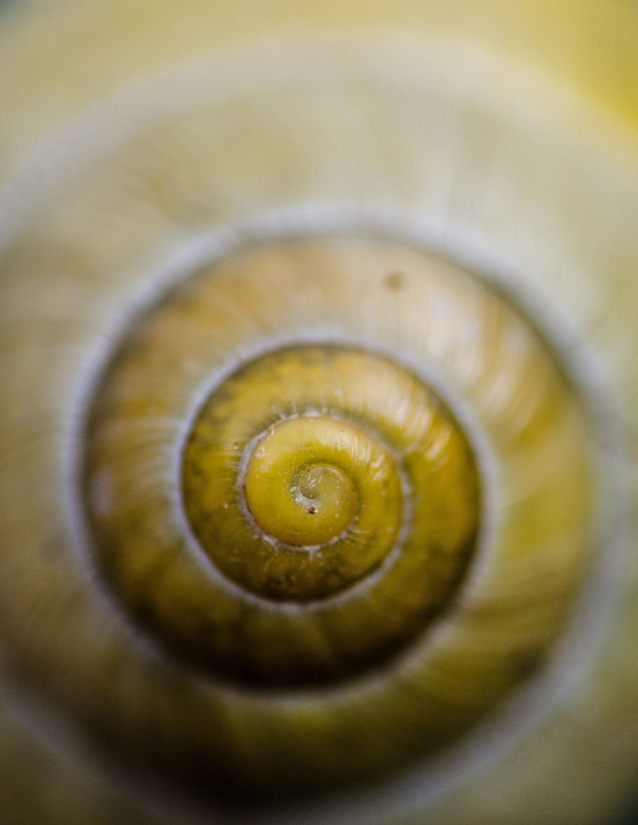 snail, shell, nature, close-up, spiral, no people, swirl, mollusk HD wallpaper