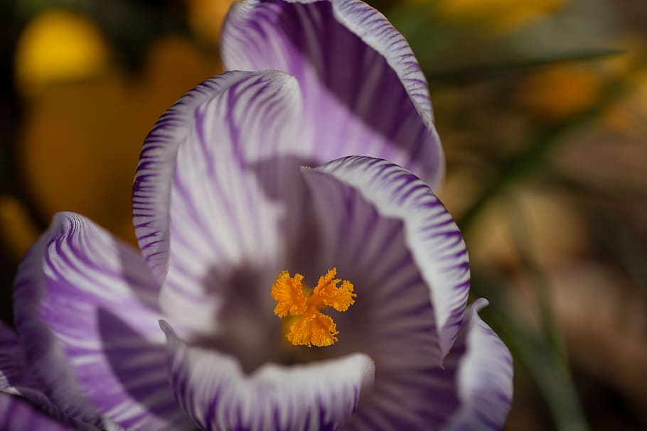 flower, spring, spring flower, nature, plant, bloom, flowering plant HD wallpaper