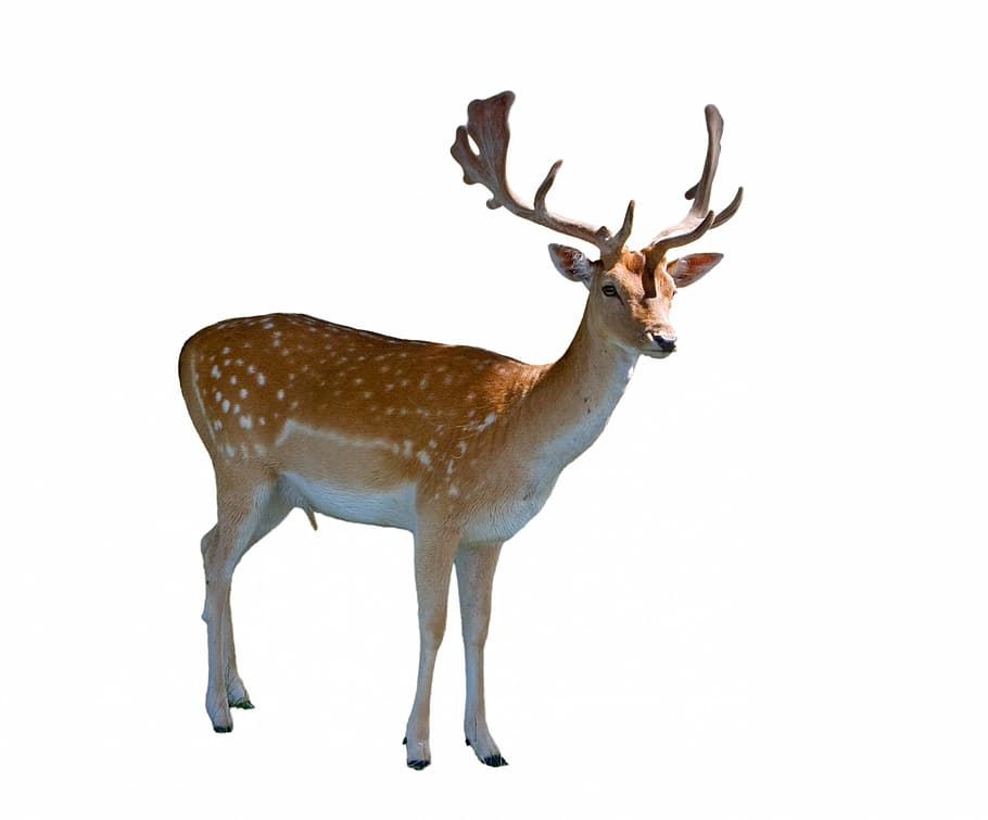 brown deer, fallow, fallow deer, male, stag, buck, hart, standing, HD wallpaper