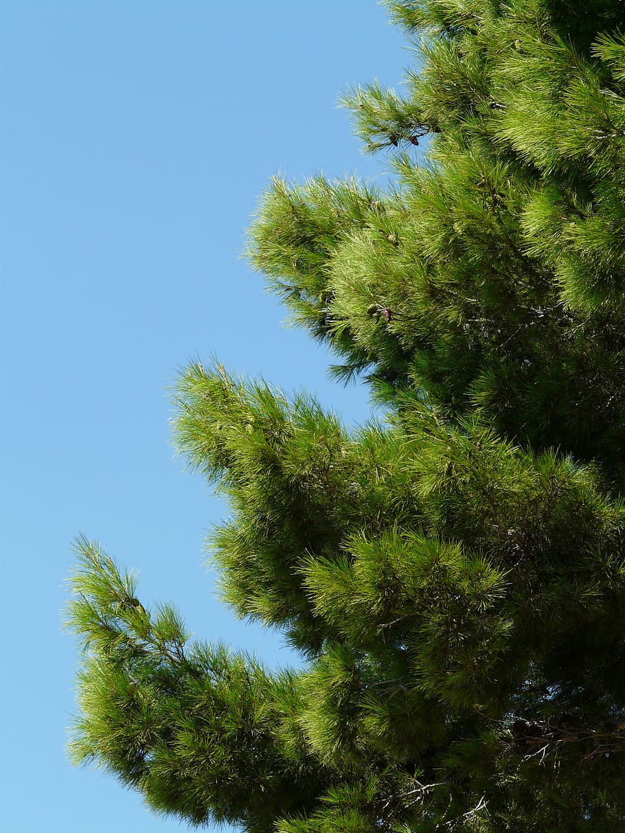pine, tree, needles, green, plant, sky, blue, growth, green color HD wallpaper