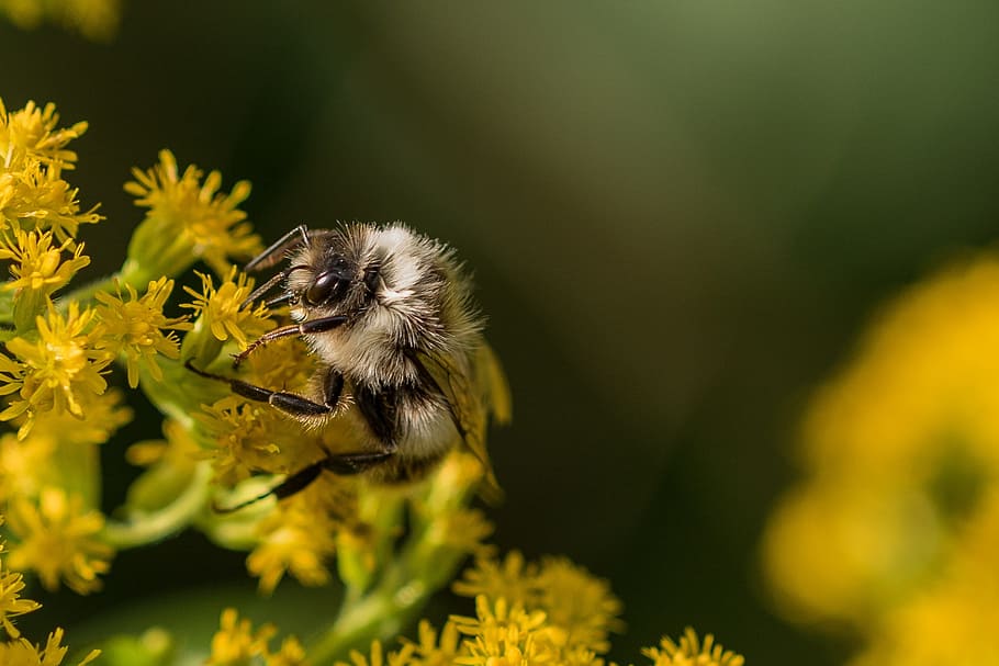 bee, nectar, pollination, summer, forest, macro, nature, pollen HD wallpaper