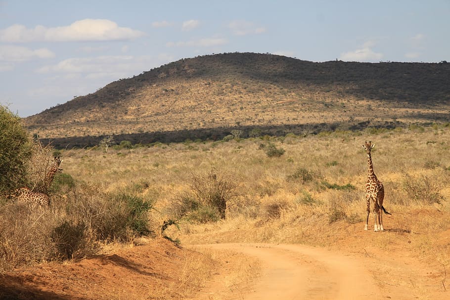 giraffe, kenya, tsavo west, africa, nature, savannah, acacia Tree, HD wallpaper