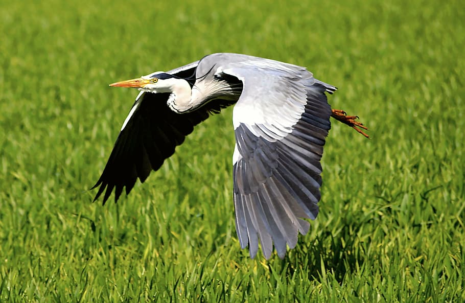 bird flying through green grasses, heron, flight, nature, plumage, HD wallpaper