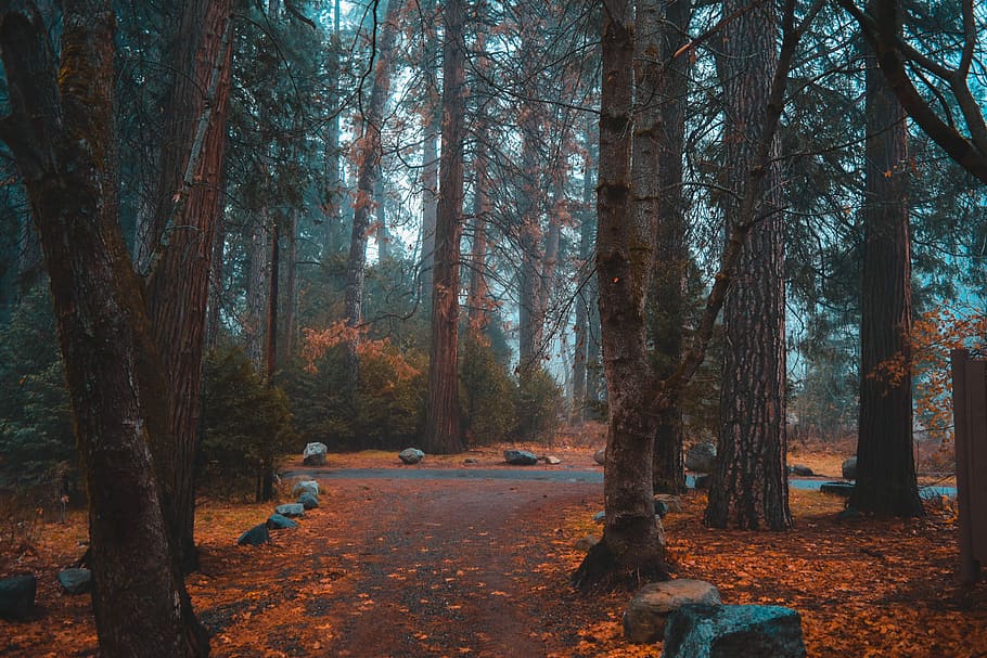 orange dried leaves on ground near trees during daytime, grey rocks in forest HD wallpaper