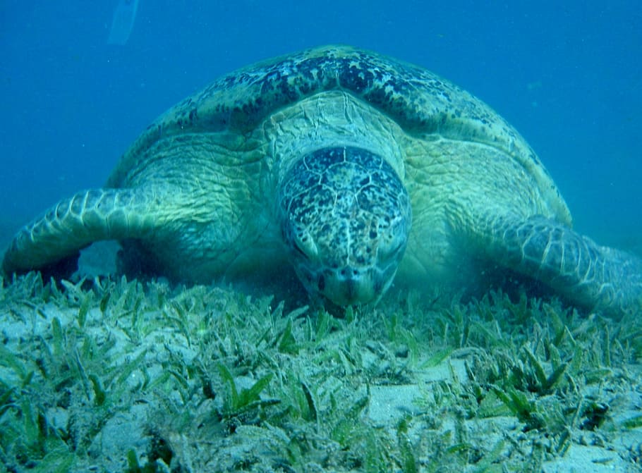 sea ​​turtle, the red sea, egypt, marsa mubarak, animal wildlife, HD wallpaper