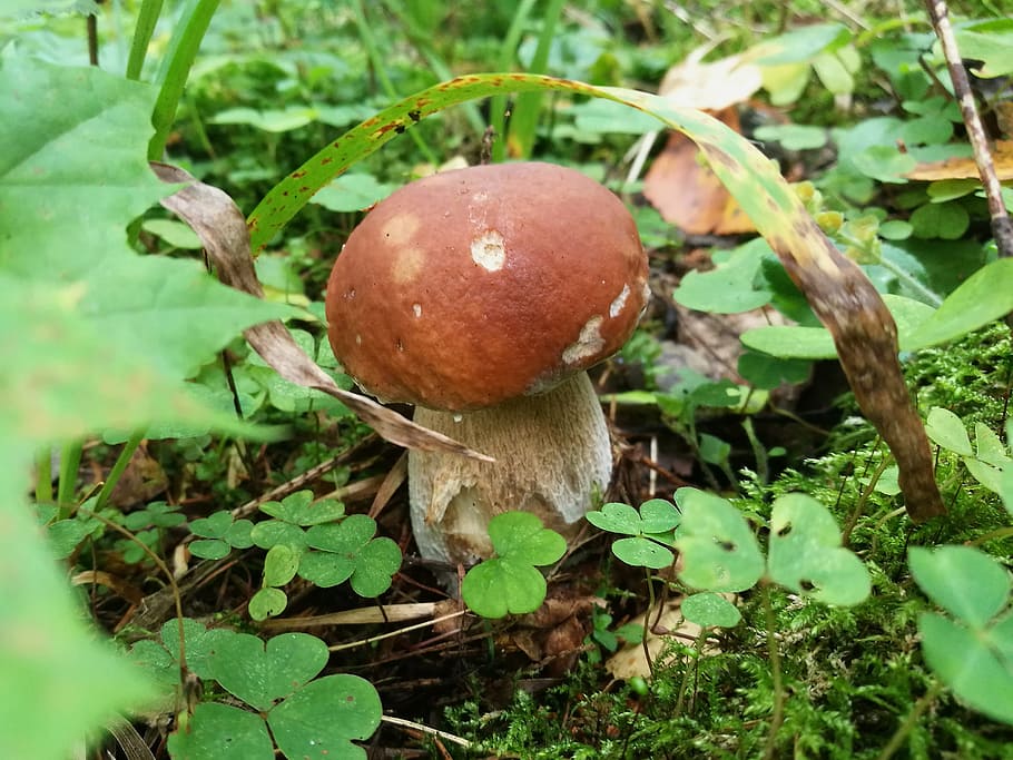 mushrooms, boletus, forest, white, summer, organic, grass, ripe