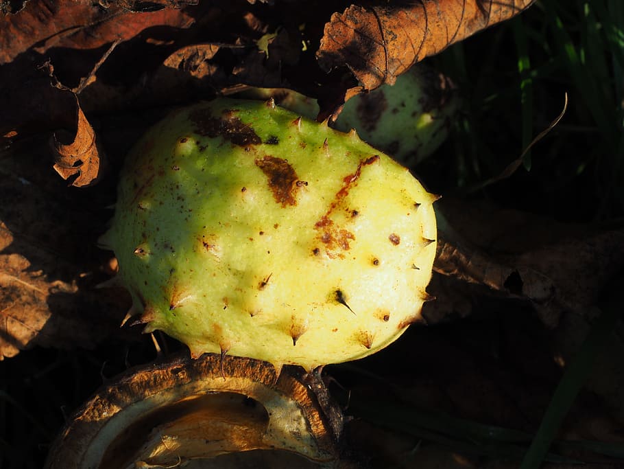 Chestnut, Shell, Fruit, Autumn, autumn fruit, prickly, sleeve HD wallpaper