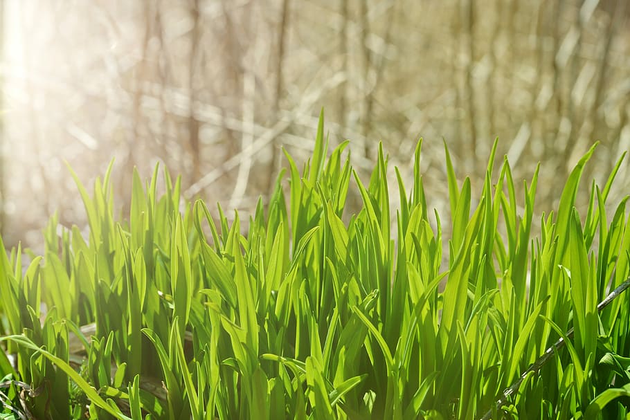 grass, sunlight, green, nature, summer, field, sunny, spring HD wallpaper