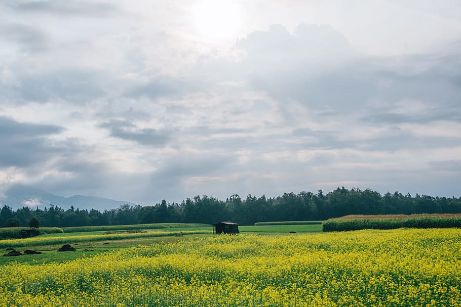 garden of yellow petaled flower, field of plants near plants HD wallpaper